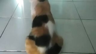 KUCING 3 WARNA GEMOY 🐱