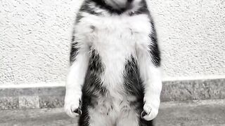 Cachorro dançando 2