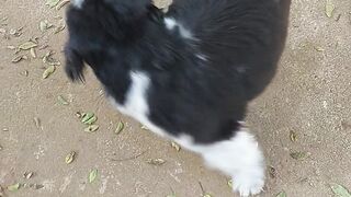 Cachorrinho de estimaçao