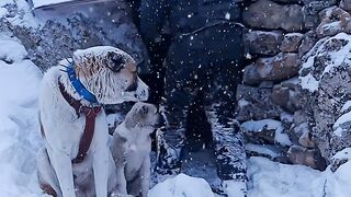 Snowed In and Staying Alive | Deep Winter Survival with My Dogs & Fireplace Shelter (Nature ASMR)