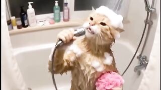 Gato bañándose