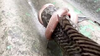 COBRA EMROLOU NO PEIXE