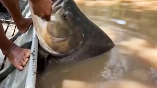 PEGOU UM PEIXE GRANDE
