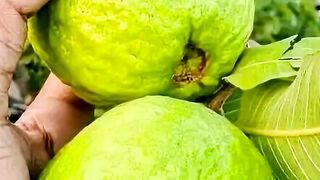 A goiaba é seus benefícios para a saude