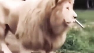 Funny lion 🦁