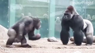 Alfa Vs Dominante Confronto Extremo Entre Gigantes