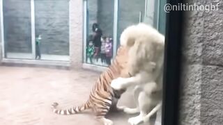 Leão Albino x Tigre de Bengala Tensão Máxima Entre Dois Gigantes