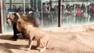 Luta Selvagem Leão E Urso Pardo Em Combate Corpo A Corpo