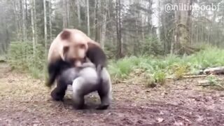 Confronto Brutal na Floresta Gorila Enfrenta Urso Pardo em Luta Selvagem Sem Filtros