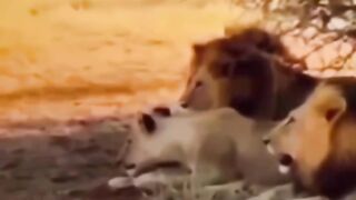 funny momment videos 23