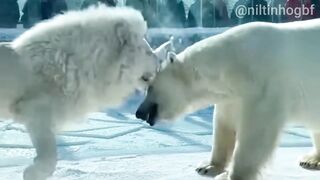 Leão Albino vs Urso Polar no Recinto de Gelo Tensão Extrema