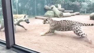 Hiena Vs Onça Pintada Confronto Intenso No Recinto