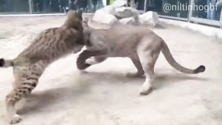 Lince Ibérico Enfrenta Leão da Montanha em Confronto Tenso