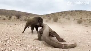 Dragão De Komodo Vs Javali Gigante Luta Extrema