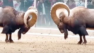 Ninguém Esperava Ver Isso Entre Cabras das Montanhas