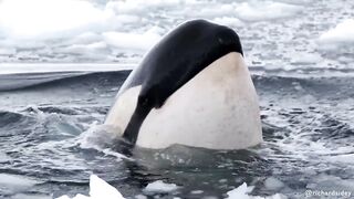 PORQUE O PREDADOR MAIS LETAL DOS OCEANOS SE RECUSAR A NÓS MATAR