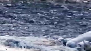 Leão Assistindo Pessoas Passeando De Moto Na Sua Frente