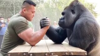 GORILA CAMPEÃO ABSOLUTO A FORÇA MAIS BRUTAL JÁ REGISTRADA EM SEU RECINTO