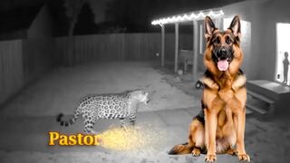 Registro Animal Reação de 5 Raças de Cães Diante de uma Onça Pintada