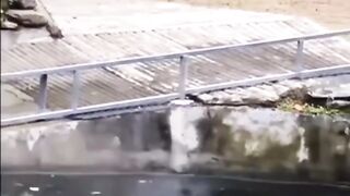 Ipopotamo Quase pega um senhor do zoológico