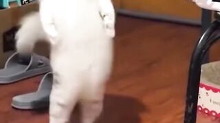 Gatos engraçados 😂