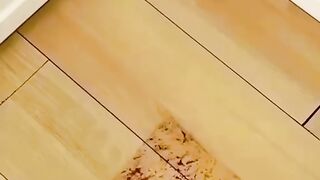 Mop Mágico