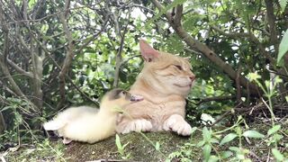 The cat and his little friends—how lovely.