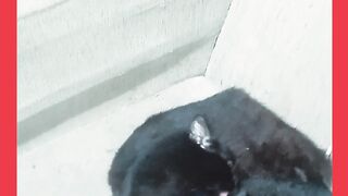 GATAS MÃE E FILHA