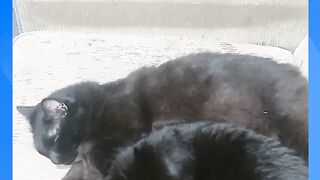 AS GATAS PANTERAS NEGRAS DORMINO