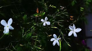 Islamic video 673