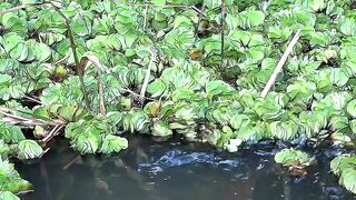 Catching snakehead fish in a swamp full of water hyacinth