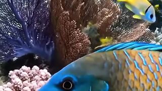 Pesona bawah laut yang indah