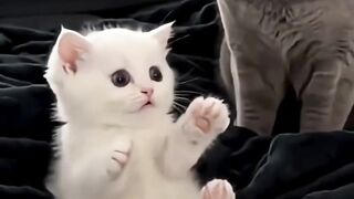 Try Not to Laugh at This Cat 😹😂