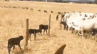 ¡Hay Más Terneros Que Ganado Grande! 🐄😂