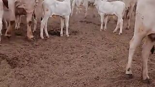 ¡La Vaca Más Enojada del Corral! 😂
