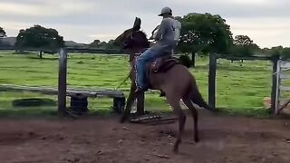 ¡El jinete no se rinde! 😂🐴