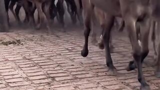 “¡La Reunión de los Burros en el Corral! 😂🐴”