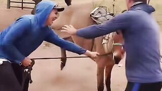 ¡EL BURRO DECIDIÓ QUE HOY ES DÍA LIBRE! 😂🐴