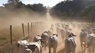 ¡CASI MIL CABEZAS EN LA CARRETERA! 🐂😂m