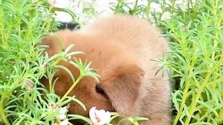 What Is This Puppy Doing in the Flower Pot? 🐶🌸