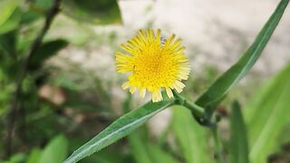 Beautiful Wild Flower