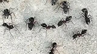 Black Ants 2
