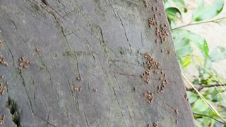 Insects climb