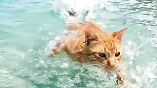 Gatito en agua