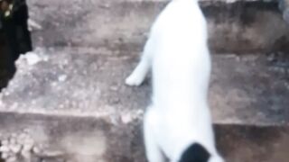 My gatito