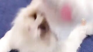 Gatinhos nervosos 😂