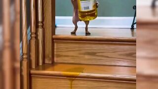funny dogs videos