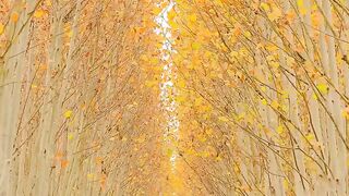 Asan Ginkgo Tree Road, South Korea