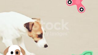 🐶🛼 Dog on Skates! This Little Champ Is Too Cute 😂🔥