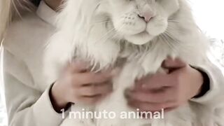 O Maior e Mais Dócil Gato do Mundo...Você Teria Um em Casa